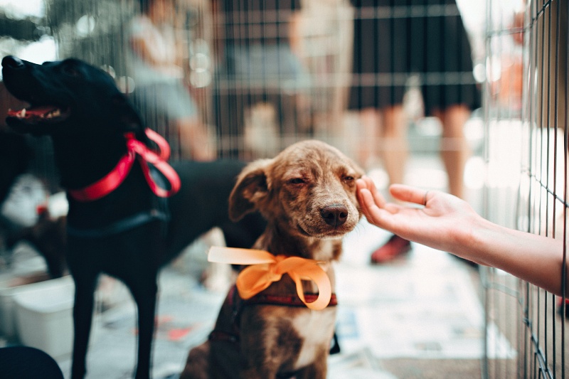 Dog & Cat Boarding in Birmingham, AL